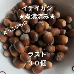 ★煮沸済み★　イチイガシ 30個 どんぐり 木の実