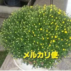 amiemom様 リクエスト 2点 まとめ商品