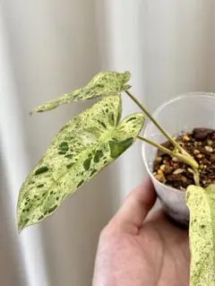 2025年最新】パライソヴェルデの人気アイテム - メルカリ