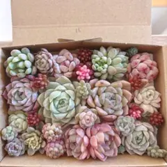 ゆうゆうメルカリ便　多肉植物　カット苗とセダム寄せ植えセット