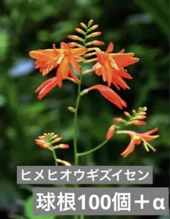ヒメヒオウギズイセン 球根 大量 まとめ 花のサムネイル
