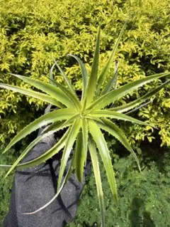 KOBA様 リクエスト 6点 まとめ商品