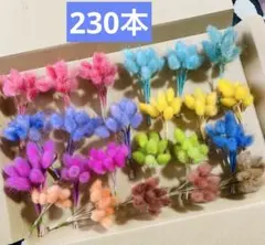 琉球*海花のたね 0622-2 海花☆バラエティセット - メルカリ