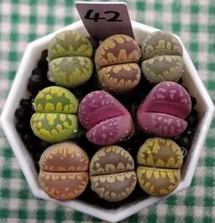 多肉植物リトープス/コノフィツム　大津絵　カラフルセット　土なし　S29 多肉植物リトープス/コノフィツム ブルゲリ 入り カラフルセット 土