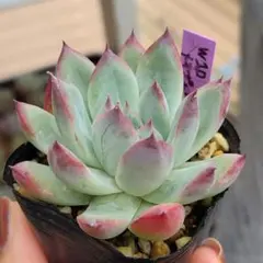 ミックスベリア ウェディングベル 抜き苗 おらいさん 多肉植物 札は