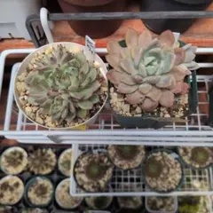 多肉植物 ミニ寄せ植え 黒のビニールポットで発送です♪ 466→444