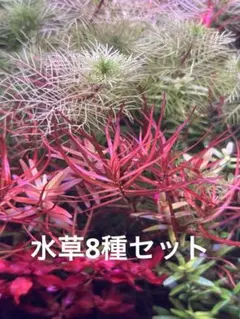 【週末特価！】ADA水草セット　8種　ロタラ　メルカリ便のサムネイル