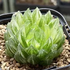 Top【選抜株】多肉植物 13191ハオルチア 玉扇錦 10個 鉢無し/脱土