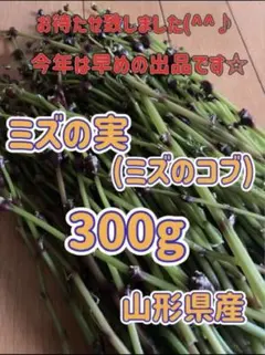 琉夏 秋田県産 みずのこぶ 300g 採れたて 琉夏様専用 秋田県産 みずのこぶ 300g 採れたて - メルカリ
