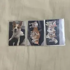 MAMAMOO+ ソラ ムンビョルTWO RABBITS ママムプラス