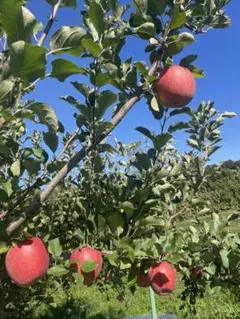 えみ　様　専用