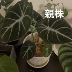 アロカシア ブラックベルベット 芋 現物のサムネイル