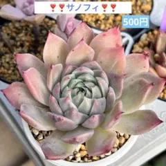 ❣️美苗♡サノフィー❣️現品 エケベリア 寄せ植え 多肉弁当 多肉植物
