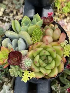 多肉植物カット苗寄せ植えセット6㎝ポットのサムネイル