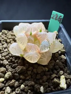 27g 多肉植物 ハオルチア 白磁万象錦 自家繁殖 鉢植え発送 - メルカリ