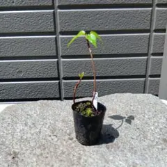 なん様 リクエスト 2点 まとめ商品