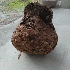 蜂の巣 特大 巨大 スズメバチの巣 直径約40cm天然物 オブジェ - メルカリ