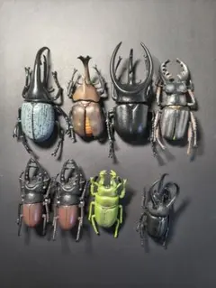 カブトムシ 5匹 標本 セット カブトムシの標本 2体セット - メルカリ