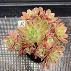 55#観葉植物アエオニウムサラダボール中斑錦1大頭1小頭3子芽12cm 拔き