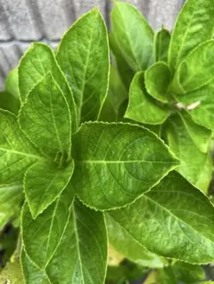 無農薬新鮮紫陽花の葉 綺麗目ネコポスいっぱい