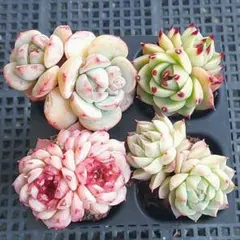 【Sale】色んな２頭株さん⑧★抜き苗★エケベリア★多肉★多肉植物★寄せ植え★