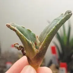 2026年最新】縞斑 アガベの人気アイテム - メルカリ