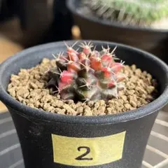 2026年最新】緋牡丹の人気アイテム - メルカリ