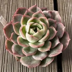 kucoco様 リクエスト 2点 まとめ商品