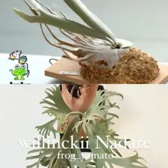 オリジナルpup willinckii OMG × veitchii katsu - メルカリ