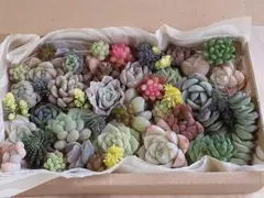 ス*チ様 98 カット苗セット　多肉植物　寄せ植えセット　ちまちま寄せ