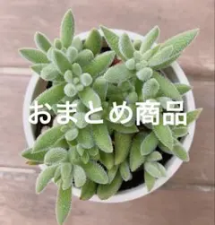 ムギ様 リクエスト 3点 まとめ商品