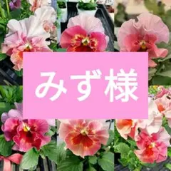 フリルパンジー くすみ、濃いピンク系30粒以上！のサムネイル