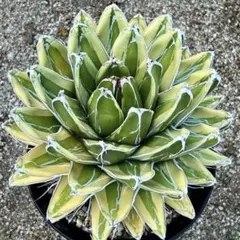 abu アガベ 笹の雪 輝山 特大株 太短葉 極上 鉢ごとメルカリ便発送 アガベ 輝山 特選美株 短葉 大株 笹の雪 黄覆輪斑 メルカリ便
