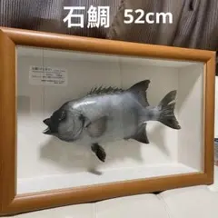 2025年最新】剥製 魚の人気アイテム - メルカリ