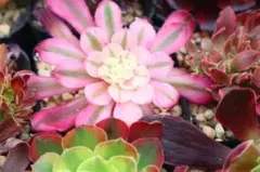 1#多肉植物アエオニウム錦❤️リバーストーン❤️ 1大頭15cm 拔き苗