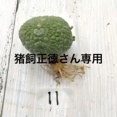 種子】プセウドリトス ミギウルティナス /セット割あり 数量5粒から