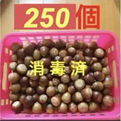 クヌギドングリ　煮沸済み　ドングリトトロ すぐ発送可能