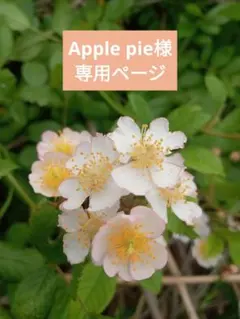 Apple pieさま専用＊ヘッドトルソー＊ナチュラル＊大人用