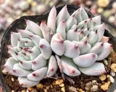 2025年最新】黒爪ザラゴーサの人気アイテム - メルカリ