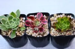 アエオニウム3品種セット「皇后&ホワイトミルク斑入り&Green Rose」