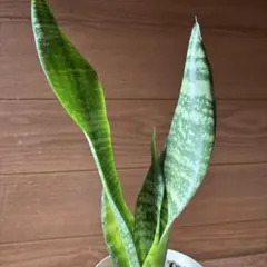 2026年最新】サンスベリア ブラックの人気アイテム - メルカリ