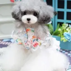 犬服　ワンピース　XXS