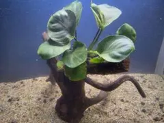 アヌビアスコインリーフ巻きブランチウッド - メルカリ