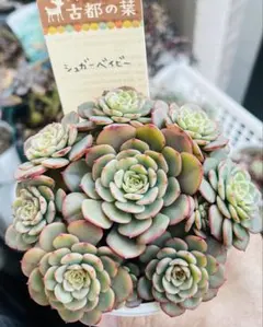 momo福様 リクエスト 2点 まとめ商品