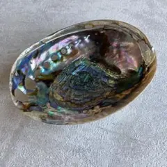 貝殻 クジャクアワビ 孔雀鮑 置き台付き ②