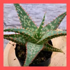 2026年最新】ロウルサンコさん苗の人気アイテム - メルカリ