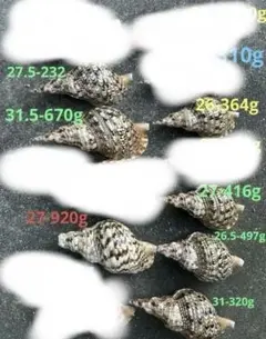 法螺貝12個セットのサムネイル