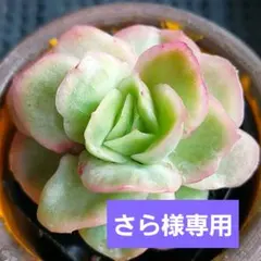 さら様 リクエスト 2点 まとめ商品