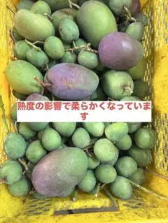 摘果マンゴー　加工用　10キロ 摘果マンゴー 10kg