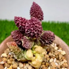 レア✨韓国苗　アドロミクスクス　フィリカウリスレッドスポット 抜き苗 多肉植物 アドロミスクス フィリカウリス レッドスポット 抜き苗